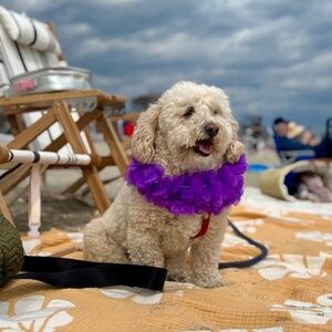 Meet your Posher, Irina